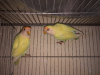 Crimino Lovebird Pair (Red Eye)